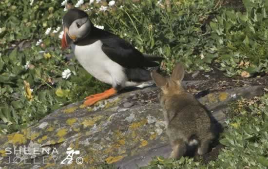 Claws not Paws 2.jpg - Atlantic Puffins are colonial nesters, using burrows on grassy cliffs On Skellig Michael off the Kerry coast in Ireland they have to share their burrows with the rabbit population. It is difficult to know when Rabbits were first introduce to Skellig Michael and you have to look hard to find them. I was lucky to spot a family of very young rabbits. Young rabbits tend to be exploratory in new space and were naturally inquisitive but the puffins always gave chase when the rabbit's curiosty took them too close. However, I did notice they shared the same entrance to the burrows so there must be some tolerance underground. Rabbits, being prey animals tend to freeze and observe when confronted with a threat. However they always ran when the Puffins gave chase.